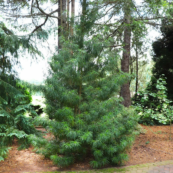 Brighter Blooms Japanese Umbrella Pine Tree Evergreen & Privacy 1 Brighter Blooms Japanese Umbrella Pine Tree Evergreen & Privacy