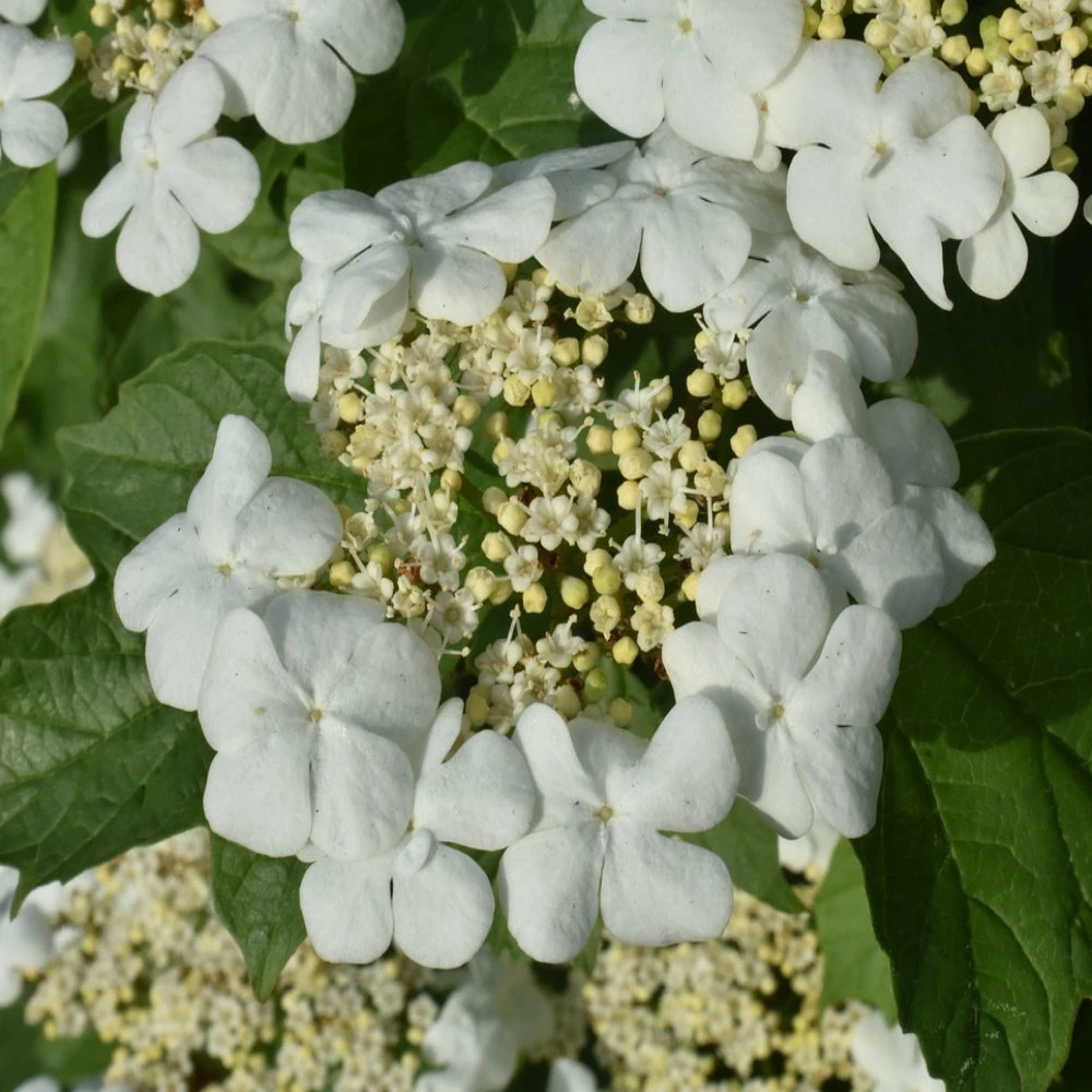 Brighter Blooms Japanese Snowball Bush 1 Brighter Blooms Japanese Snowball Bush