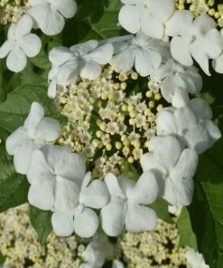 Brighter Blooms Japanese Snowball Bush