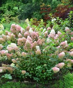 Brighter Blooms Vanilla Strawberry™ Hydrangea Shrub Shrubs & Hedges