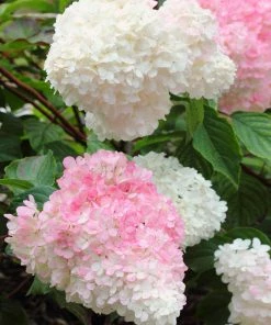Brighter Blooms Vanilla Strawberry™ Hydrangea Shrub Shrubs & Hedges