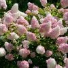 Brighter Blooms Vanilla Strawberry™ Hydrangea Shrub Shrubs & Hedges