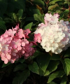Brighter Blooms Vanilla Strawberry™ Hydrangea Tree 7 Brighter Blooms Vanilla Strawberry™ Hydrangea Tree