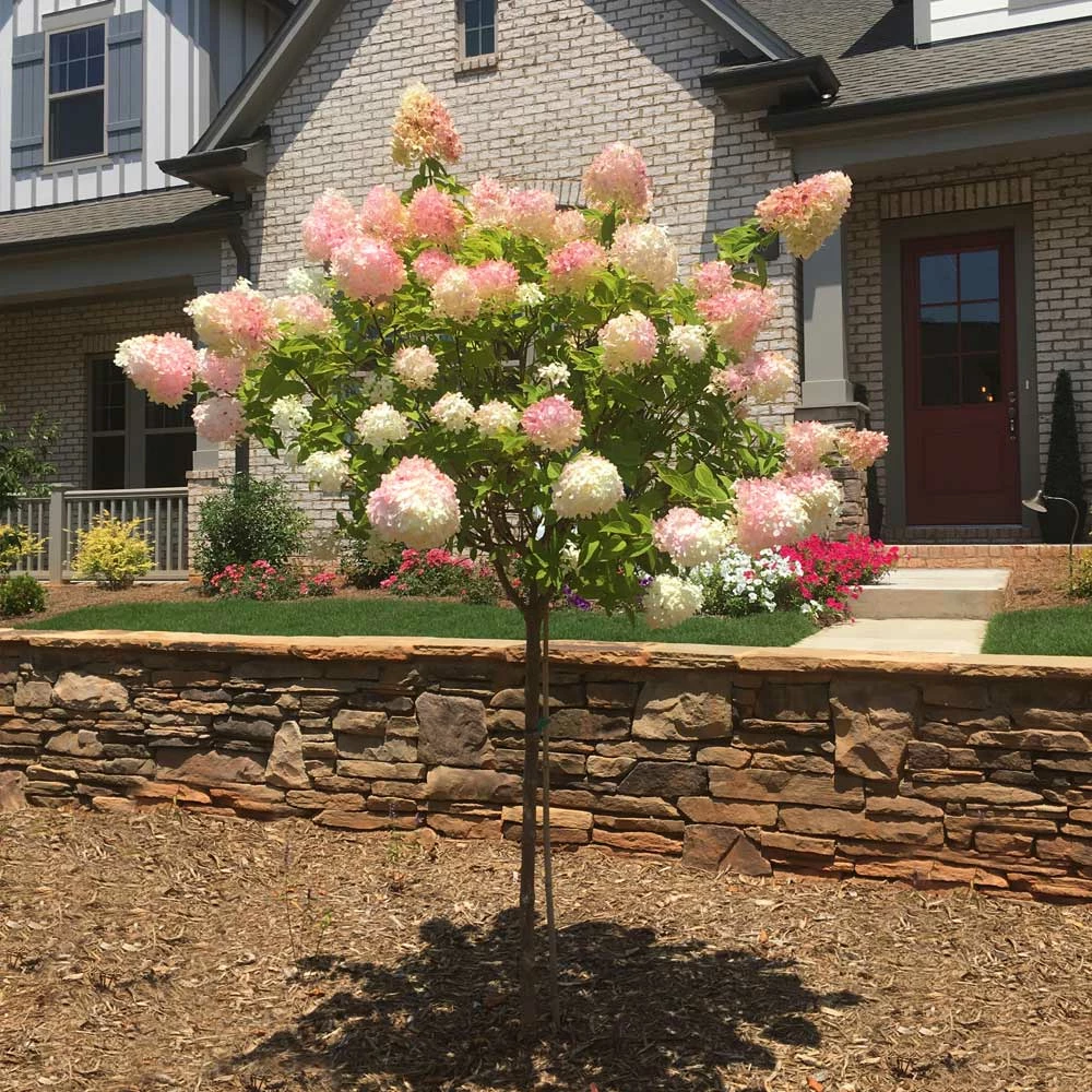 Brighter Blooms Vanilla Strawberry™ Hydrangea Tree 2 Brighter Blooms Vanilla Strawberry™ Hydrangea Tree