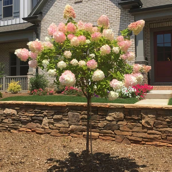 Brighter Blooms Vanilla Strawberry™ Hydrangea Tree 1 Brighter Blooms Vanilla Strawberry™ Hydrangea Tree