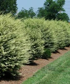 Brighter Blooms Chinese Variegated Privet Shrub