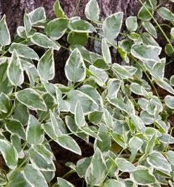 Brighter Blooms Variegated Vinca Vine SHOP ALL