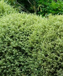 Brighter Blooms Variegated Boxwood Shrub