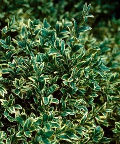 Brighter Blooms Variegated Boxwood Shrub