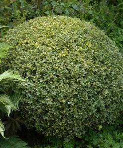Brighter Blooms Variegated Boxwood Shrub
