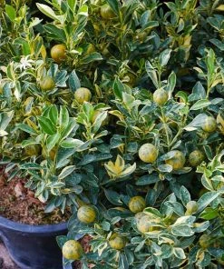 Brighter Blooms New Trees Pink Variegated Eureka Lemon Tree
