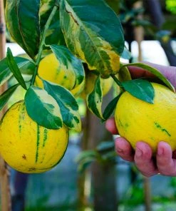 Brighter Blooms Pink Variegated Eureka Lemon Bush Citrus Trees