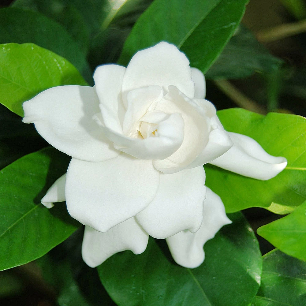 BrighterBlooms.com Gardenia 'Veitchii' Shrub New Shrubs 3 BrighterBlooms.com Gardenia 'Veitchii' Shrub New Shrubs
