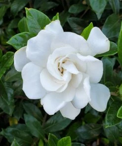 BrighterBlooms.com Gardenia 'Veitchii' Shrub New Shrubs