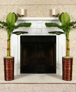 Brighter Blooms Veranda Banana Tree Fruit Trees