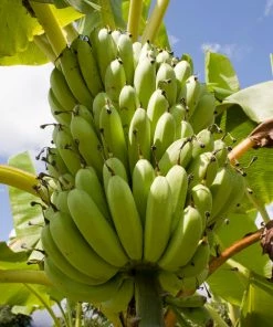 Brighter Blooms Veranda Banana Tree Fruit Trees