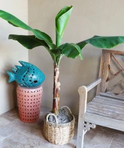 Brighter Blooms Veranda Banana Tree Fruit Trees