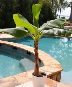 Brighter Blooms Veranda Banana Tree Fruit Trees