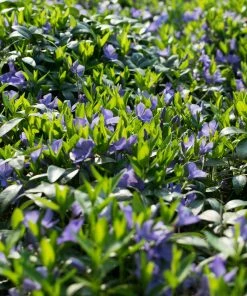 Brighter Blooms Periwinkle Plant Perennials