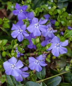 Brighter Blooms Periwinkle Plant Perennials