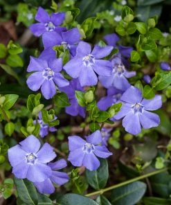 Brighter Blooms Periwinkle Plant Perennials