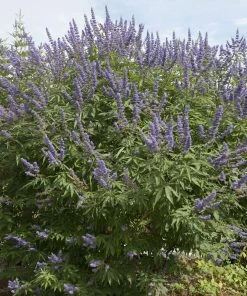 Brighter Blooms Vitex Chaste Tree Flowering Trees 6 Brighter Blooms Vitex Chaste Tree Flowering Trees