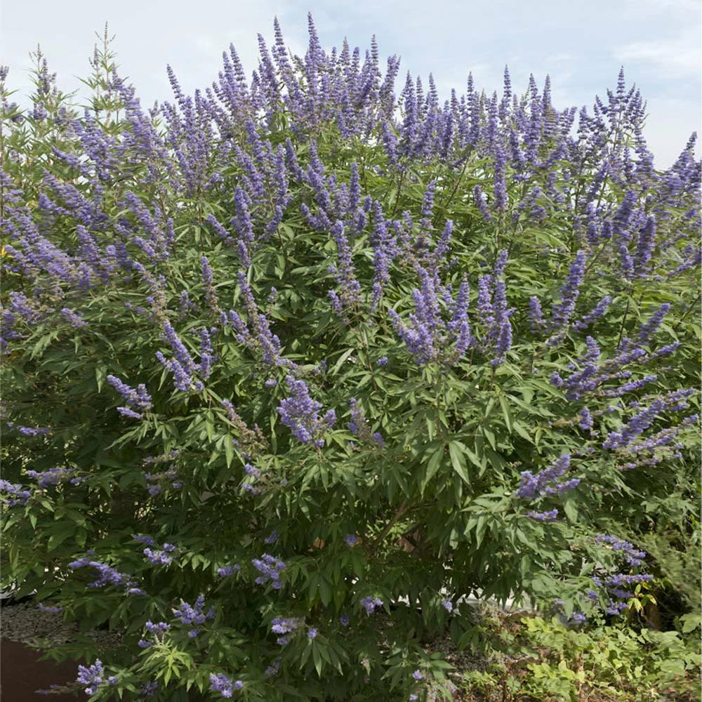 Brighter Blooms Vitex Chaste Tree Flowering Trees 3 Brighter Blooms Vitex Chaste Tree Flowering Trees