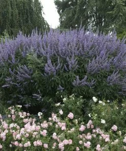 Brighter Blooms Vitex Chaste Tree Flowering Trees