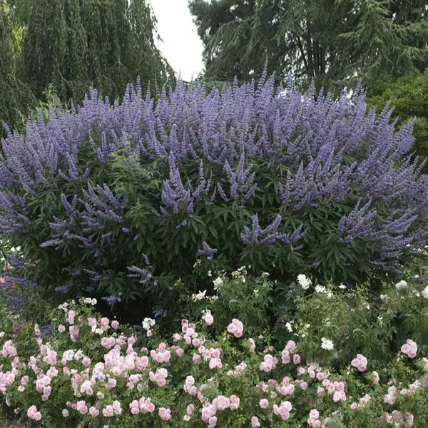 Brighter Blooms Vitex Chaste Tree Flowering Trees 1 Brighter Blooms Vitex Chaste Tree Flowering Trees