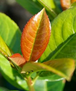 Brighter Blooms Shrubs & Hedges Volcano Cherry Laurel 6 Brighter Blooms Shrubs & Hedges Volcano Cherry Laurel