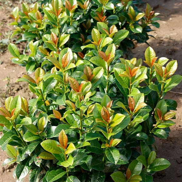 Brighter Blooms Shrubs & Hedges Volcano Cherry Laurel 1 Brighter Blooms Shrubs & Hedges Volcano Cherry Laurel