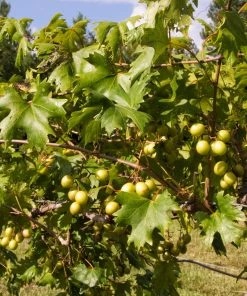 Brighter Blooms Grape Vines Wine Lover's Kit