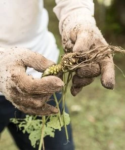 Brighter Blooms Wasabi Plant Fruit Trees 7 Brighter Blooms Wasabi Plant Fruit Trees