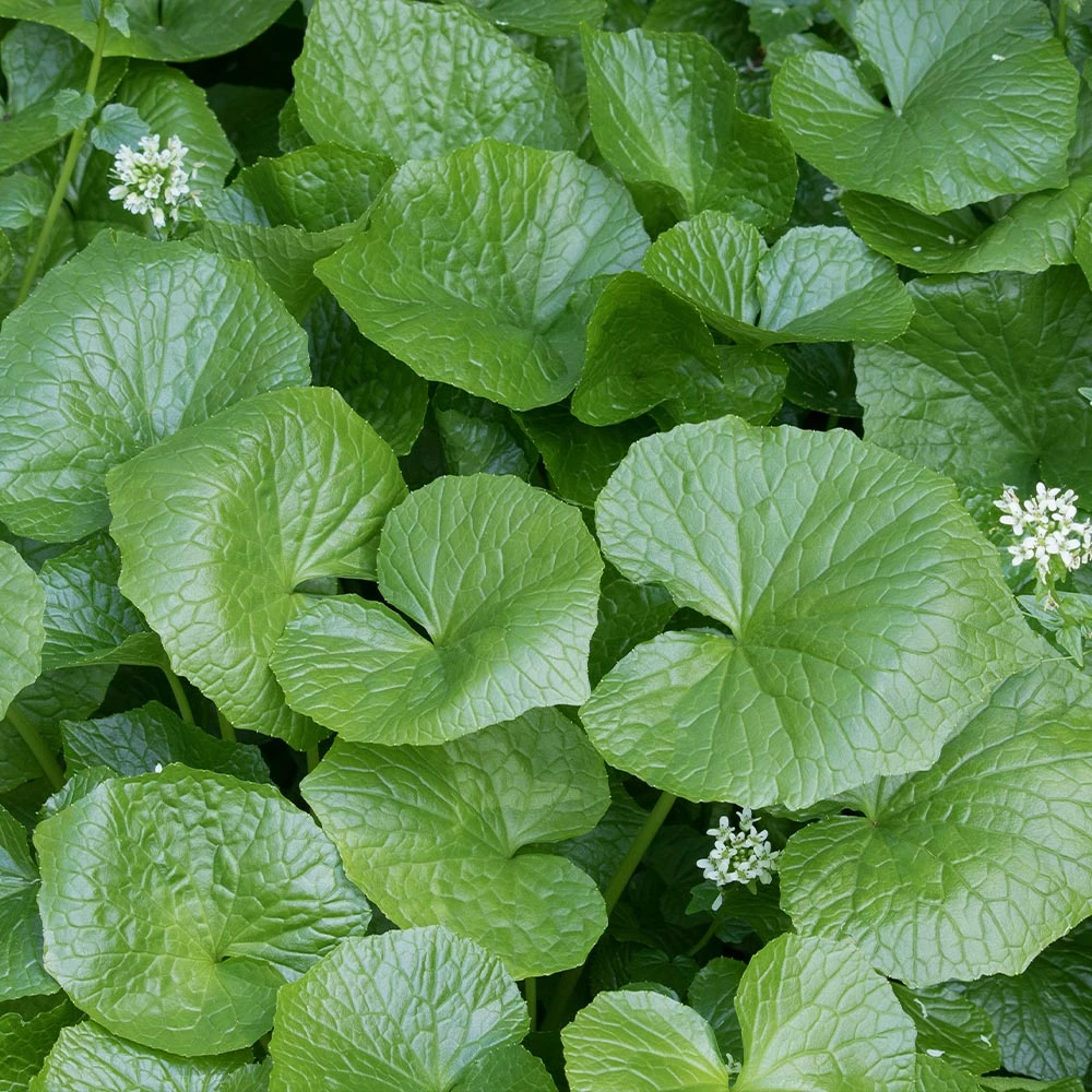 Brighter Blooms Wasabi Plant Fruit Trees 2 Brighter Blooms Wasabi Plant Fruit Trees
