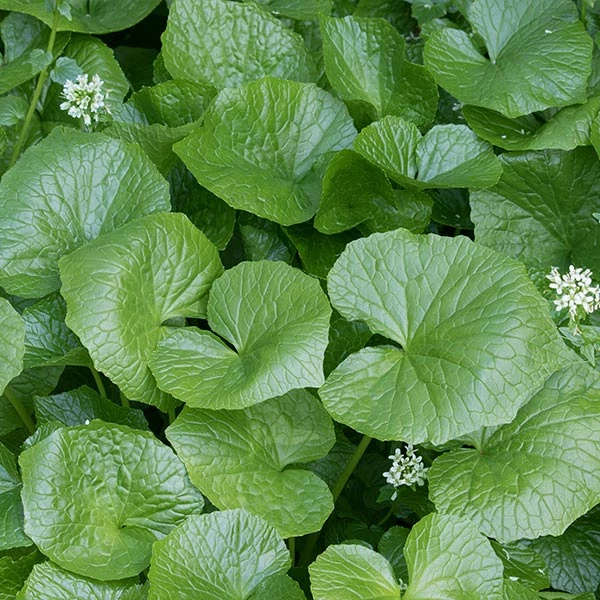 Brighter Blooms Wasabi Plant Fruit Trees 1 Brighter Blooms Wasabi Plant Fruit Trees