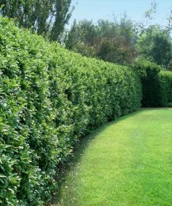 Brighter Blooms Waxleaf Privet Hedge Arborvitae Trees