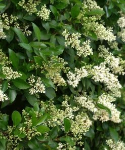 Brighter Blooms Waxleaf Privet Hedge Arborvitae Trees 11 Brighter Blooms Waxleaf Privet Hedge Arborvitae Trees