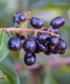 Brighter Blooms Waxleaf Privet Hedge Arborvitae Trees 12 Brighter Blooms Waxleaf Privet Hedge Arborvitae Trees