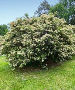 Brighter Blooms Waxleaf Privet Hedge Arborvitae Trees 13 Brighter Blooms Waxleaf Privet Hedge Arborvitae Trees