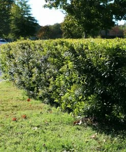 Brighter Blooms Arborvitae Trees Wax Myrtle Shrub