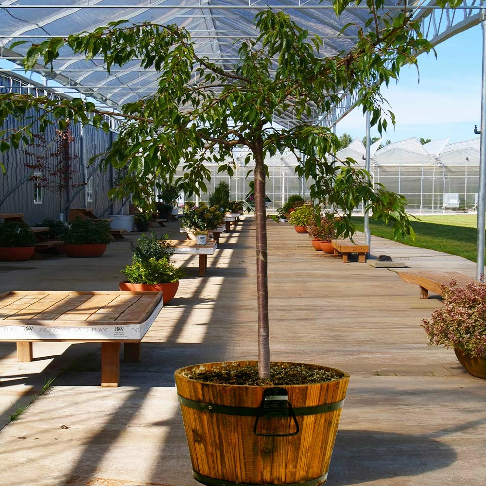 Brighter Blooms Flowering Trees Weeping Extraordinaire™ Cherry Tree 3 Brighter Blooms Flowering Trees Weeping Extraordinaire™ Cherry Tree