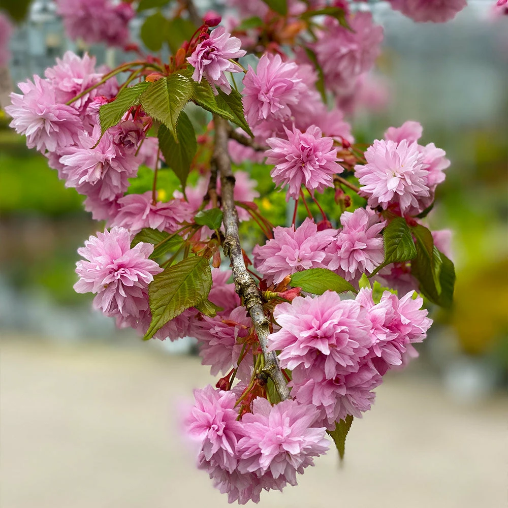 Brighter Blooms Flowering Trees Weeping Extraordinaire™ Cherry Tree 2 Brighter Blooms Flowering Trees Weeping Extraordinaire™ Cherry Tree