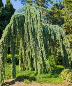 Brighter Blooms Weeping Blue Atlas Cedar Tree Evergreen & Privacy