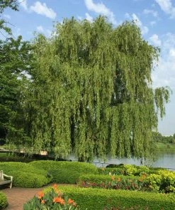 Brighter Blooms Weeping Willow Tree Shade Trees