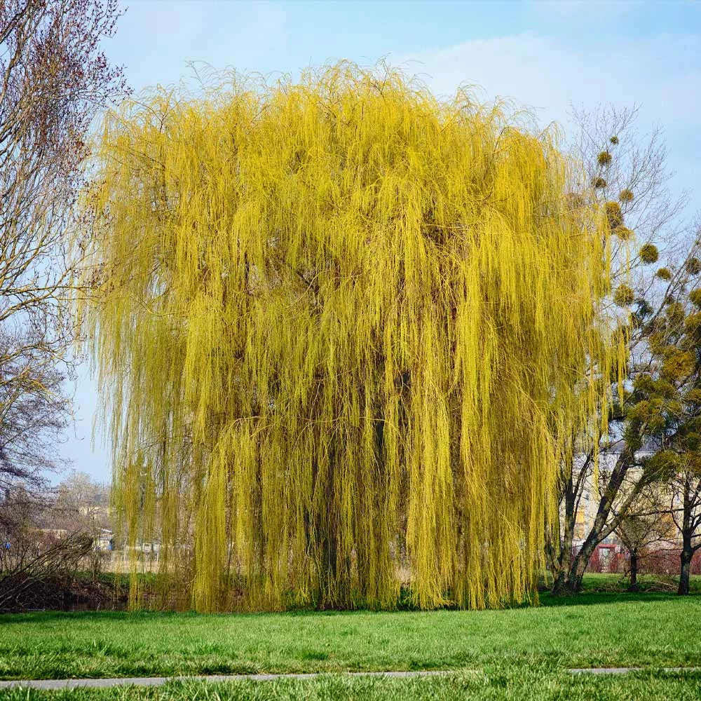 Brighter Blooms Weeping Willow Tree Shade Trees 4 Brighter Blooms Weeping Willow Tree Shade Trees