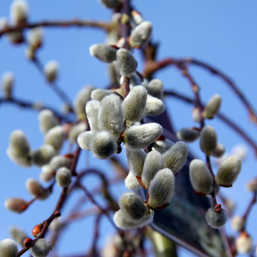 Brighter Blooms Arborvitae Trees Weeping Pussy Willow 4 Brighter Blooms Arborvitae Trees Weeping Pussy Willow