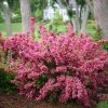 Brighter Blooms Sonic Bloom® Weigela Shrub Shrubs & Hedges