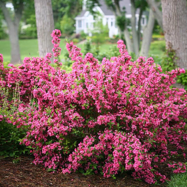 Brighter Blooms Sonic Bloom® Weigela Shrub Shrubs & Hedges 1 Brighter Blooms Sonic Bloom® Weigela Shrub Shrubs & Hedges