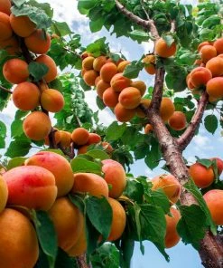 Brighter Blooms Wenatchee Apricot Tree