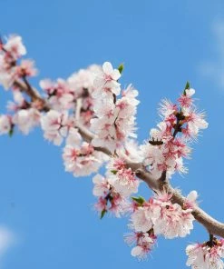 Brighter Blooms Wenatchee Apricot Tree